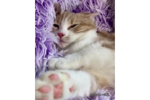 販売中の岡山県のスコティッシュストレート-64636